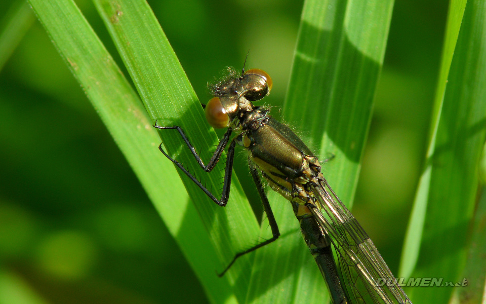 Large Redeye (Young male, Erythromma najas)